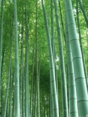 心旷神怡的竹林风景