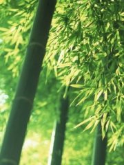 四川竹林待机图片