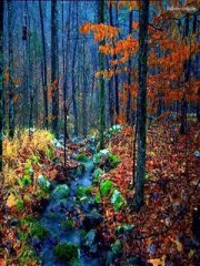 240X320��Ȼ���ɭ��