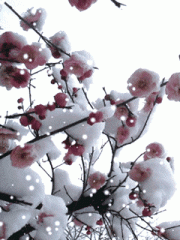 240X320雪爱上梅花