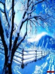 240X320ѩ���ֻ�ͼƬ